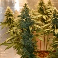 thumb of Granddaddy Purple Feminized by WeedSeedsExpress grown by Silky_smooth